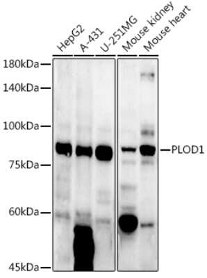 Western Blot: PLOD1 AntibodyAzide and BSA Free [NBP2-93608]