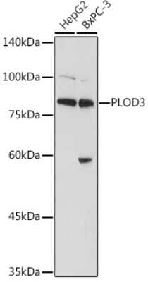 Western Blot: PLOD3 AntibodyBSA Free [NBP2-94177]