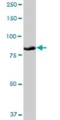 Western Blot: PLOD3 Antibody [H00008985-B01P]