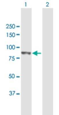Western Blot: PLOD3 Antibody [H00008985-B01P]