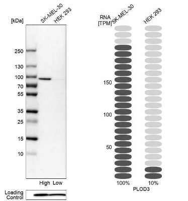 Western Blot: PLOD3 Antibody [NBP1-81307]