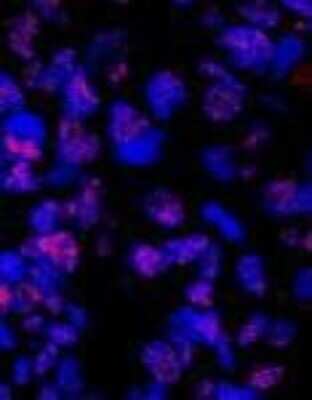 Immunocytochemistry/ Immunofluorescence: PLRG1 Antibody [NBP1-06556]