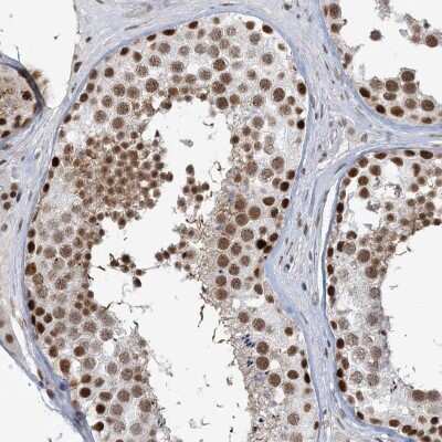 Immunohistochemistry-Paraffin: PLRG1 Antibody [NBP2-48650]