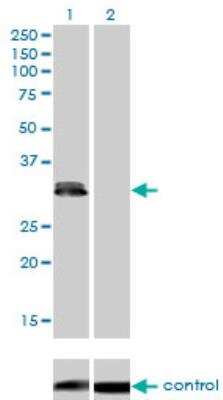Western Blot: PLSCR3 Antibody (2C8) [H00057048-M09]