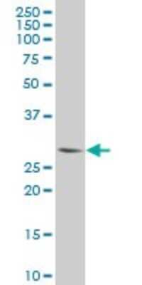 Western Blot: PLSCR3 Antibody (2C8) [H00057048-M09]