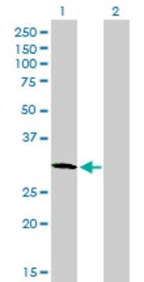 Western Blot: PLSCR3 Antibody (2C8) [H00057048-M09]
