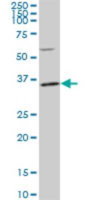 Western Blot: PLSCR3 Antibody (4B5) [H00057048-M02]