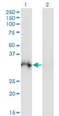 Western Blot: PLSCR3 Antibody (4D11) [H00057048-M10]