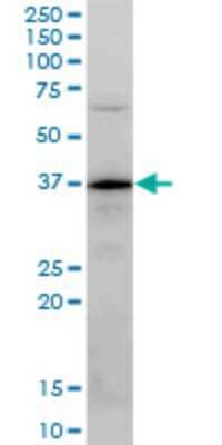 Western Blot: PLSCR3 Antibody (4F5) [H00057048-M04]