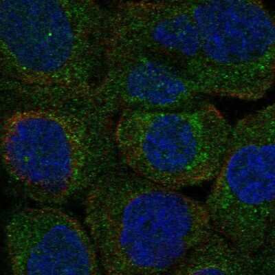 Immunocytochemistry/ Immunofluorescence: PLSCR3 Antibody [NBP2-57329]