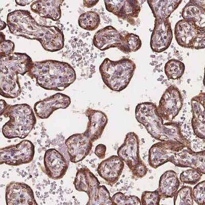 Immunohistochemistry: PLSCR3 Antibody [NBP2-49560]