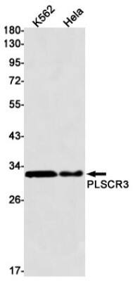 Western Blot: PLSCR3 Antibody (S02-1B9) [NBP3-19595]