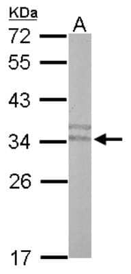 Western Blot: PLSCR3 Antibody [NBP1-33072]