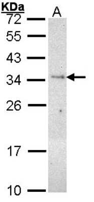 Western Blot: PLSCR3 Antibody [NBP1-33072]