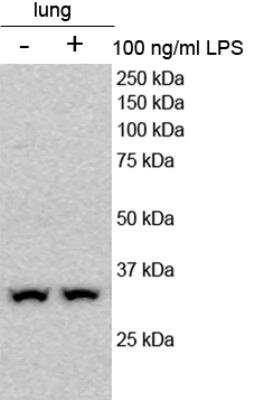 Western Blot: PLSCR3 Antibody [NBP1-52866]