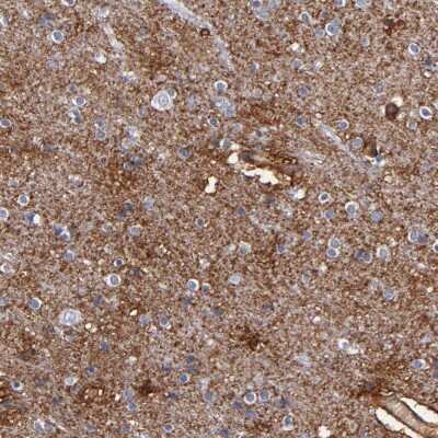 Immunohistochemistry-Paraffin: PLSCR4 Antibody [NBP1-86165]