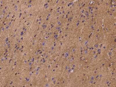 Immunohistochemistry-Paraffin: PLSCR4 Antibody [NBP2-97270]