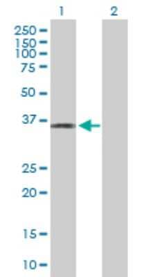 Western Blot: PLSCR4 Antibody [H00057088-B01P]