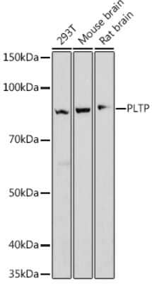 Western Blot: PLTP Antibody (6A1Q1) [NBP3-16847]