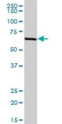 Western Blot: PLTP Antibody [H00005360-D01P]