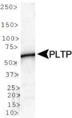 Western Blot: PLTP Antibody [NB400-106]