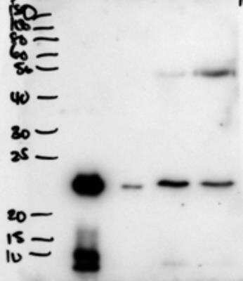 Western Blot: PLUNC Antibody [NBP2-26120]