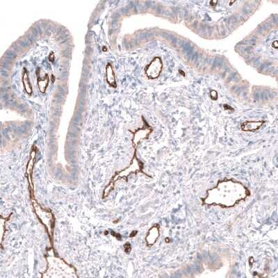Immunohistochemistry-Paraffin: PLVAP Antibody [NBP1-83911]
