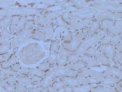 Immunohistochemistry-Paraffin: PLVAP Antibody [NBP1-83911]