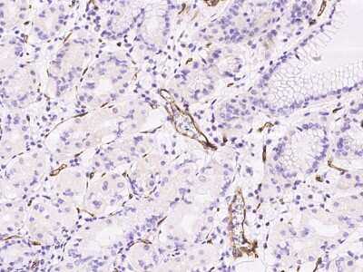 Immunohistochemistry-Paraffin: PLVAP Antibody [NBP2-97278]