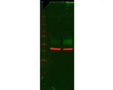 Western Blot: PLVAP Antibody [NBP1-83911]