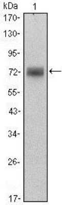 Western Blot: PLZF Antibody (5B3)BSA Free [NBP1-51632]