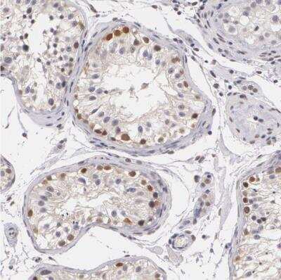 Immunohistochemistry-Paraffin: PLZF Antibody [NBP1-80894]