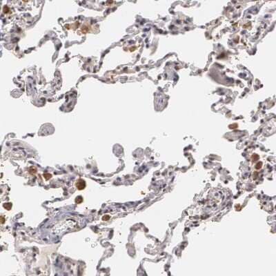 Immunohistochemistry-Paraffin: PLZF Antibody [NBP1-80894]
