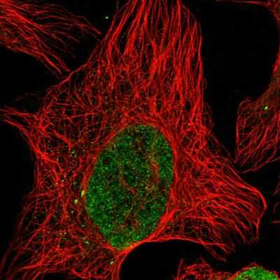 Immunocytochemistry/ Immunofluorescence: PM20D2 Antibody [NBP1-89259]