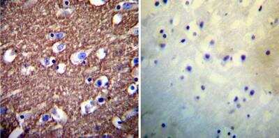 Immunohistochemistry-Paraffin: PMCA1 Antibody (5F10) [NB300-578]