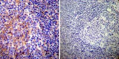 Immunohistochemistry-Paraffin: PMCA1 Antibody (5F10) [NB300-578]