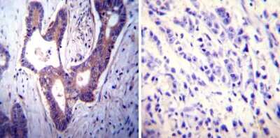 Immunohistochemistry-Paraffin: PMCA1 Antibody (5F10) [NB300-578]
