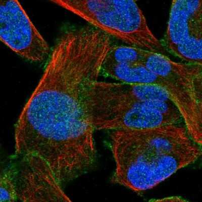 Immunocytochemistry/ Immunofluorescence: PMCA1 Antibody [NBP1-87261]