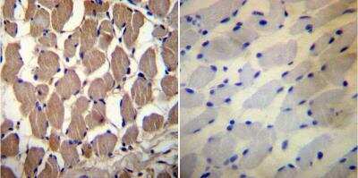 Immunohistochemistry-Paraffin: PMCA1 Antibody [NB120-3528]