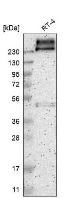 Western Blot: PMCA1 Antibody [NBP1-87260]