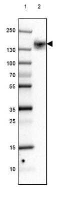 Western Blot: PMCA1 Antibody [NBP1-87261]