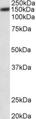 Western Blot: PMCA1 Antibody [NBP1-97754]