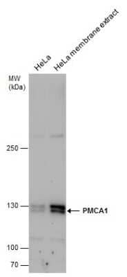 Western Blot: PMCA1 Antibody [NBP3-12964]