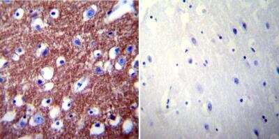 Immunohistochemistry-Paraffin: PMCA2 Antibody [NB120-3529]