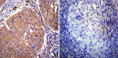 Immunohistochemistry-Paraffin: PMCA2 Antibody [NB120-3529]