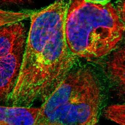 Immunocytochemistry/ Immunofluorescence: PMCA3 Antibody [NBP1-87259]