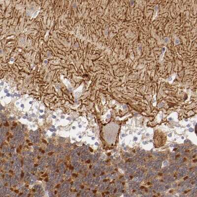 Immunohistochemistry-Paraffin: PMCA3 Antibody [NBP1-87259]