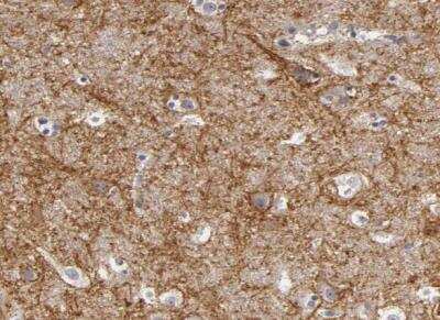 Immunohistochemistry-Paraffin: PMCA3 Antibody [NBP1-87259]
