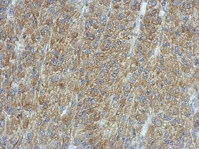 Immunohistochemistry-Paraffin: PMCA3 Antibody [NBP2-19871]