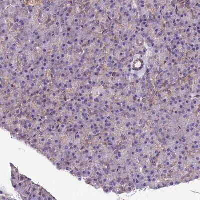 Immunohistochemistry-Paraffin: PMCA4 Antibody [NBP2-31984]